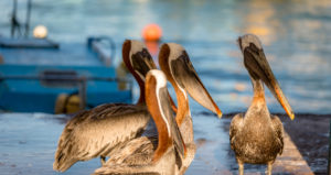 Oiseaux sur le marché aux poissons