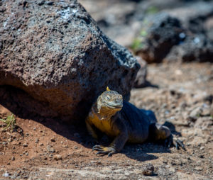 Petit iguane rencontré au détour d'un chemin