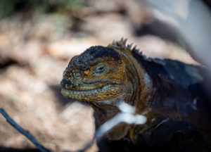 Iguane terrestre