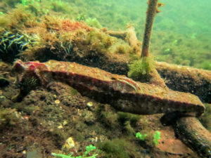 Un hippocampe trouvé sur certains sols, à l'abri des baigneurs