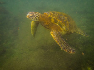 tortue marine (plus petite que les tortues terrestres)