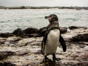 Un pingouin venu d'Antarctique et qui remonte très au nord à la belle saison